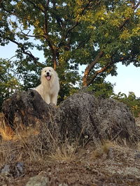 Low angle view of a cat on tree