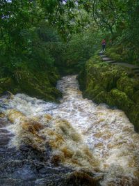 Stream flowing through forest