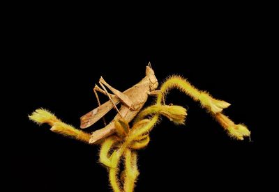 Close-up of spider against black background