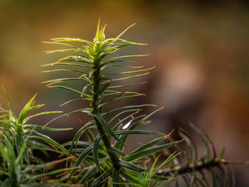 Close-up of plant growing on field