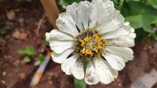 Close-up of white flower