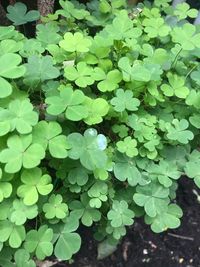 Close-up of plants