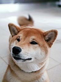 Close-up portrait of a dog