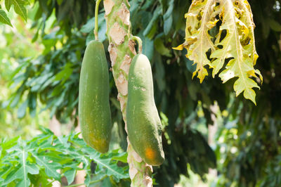 Close-up of fresh green plant