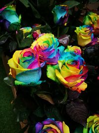 Close-up of multi colored flowers