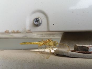 Close-up of insect on white wall