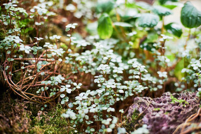 Close-up of white flowering plant on field