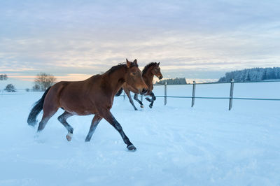 Two horses running fast through the snow at sunset