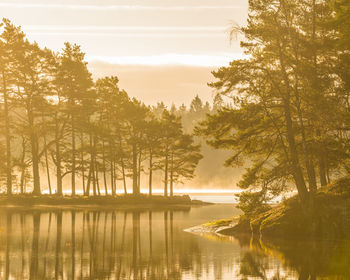 A peaceful sunrise in a swedish forest, with sun rays reflecting off the lake and fog 