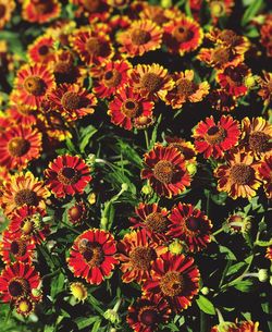 High angle view of flowers blooming outdoors