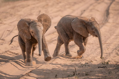 Elephant drinking water