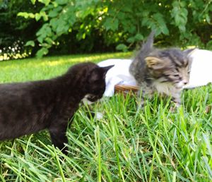 Cat lying on grassy field