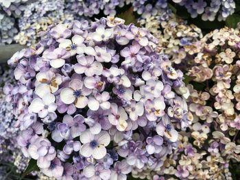 High angle view of purple hydrangea flowers