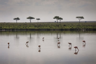 Birds in a lake