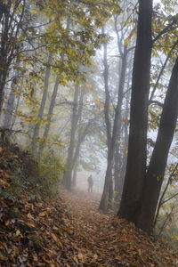 Trees in forest during autumn