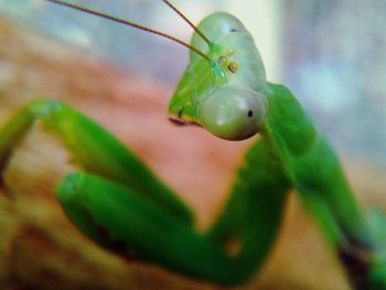 Close-up of insect on plant