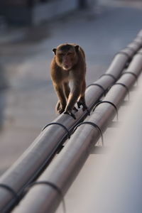 Monkey walks on a steel pipe of a concrete wall.