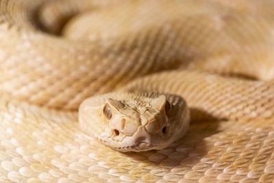 Close-up of snake