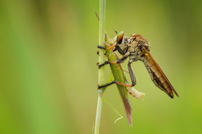 Close-up of insect on plant