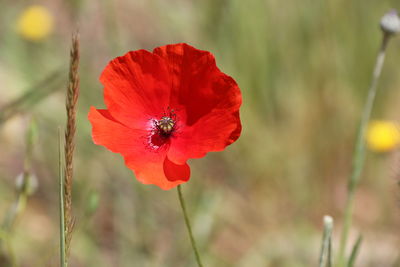 Close-up of red poppy flower