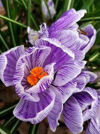 Close-up of purple iris