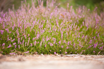 Close-up of flowers blooming in field