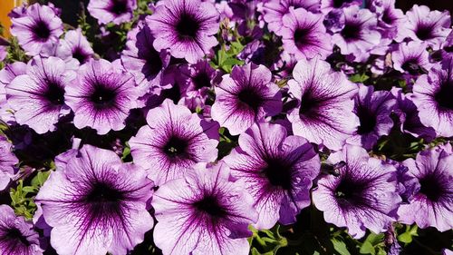 Close-up of purple flowers blooming outdoors