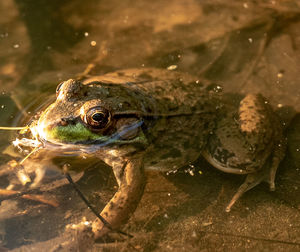 Close-up of frog swimming in lake