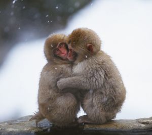 Monkeys looking away outdoors