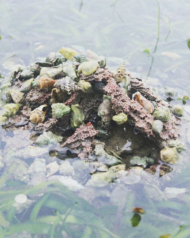 water, animal themes, high angle view, pond, animals in the wild, nature, waterfront, lake, reflection, floating on water, leaf, wildlife, swimming, day, rock - object, outdoors, no people, close-up, beauty in nature, fish