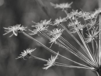 Close-up of dandelion on plant during winter