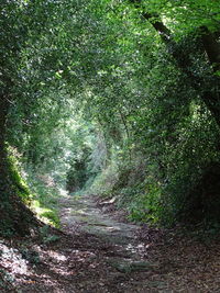 Trees in forest