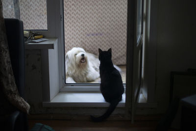 View of a cat looking away at home