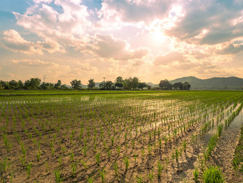 Scenic view of agricultural field against sky during sunset