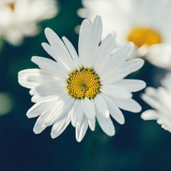 Close-up of white daisy flower