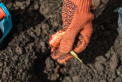 The hand plants bulbs of flowers in the soil