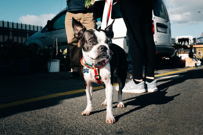 Low section of person with dog on street in city