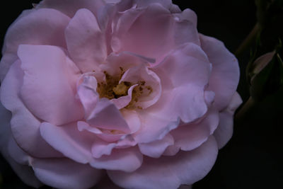 Close-up of pink flowers