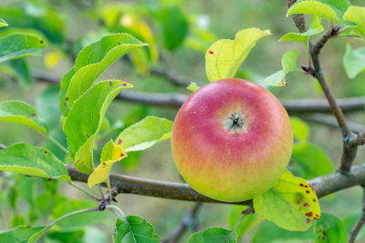 Close-up of apple on tree