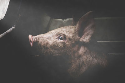 Close-up of pig in pen