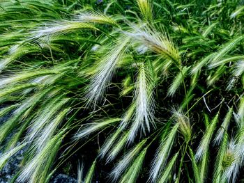 Full frame shot of corn field