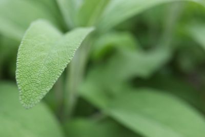 Close-up of green leaves