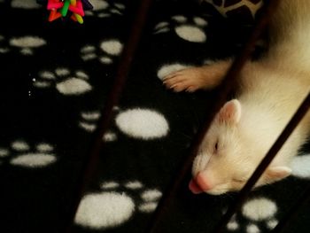 High angle view of cat