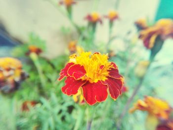 Close-up of yellow flowers blooming outdoors