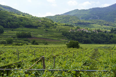 Scenic view of agricultural field against sky