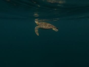 Turtle swimming in lake