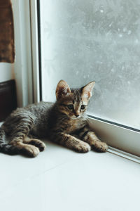 Portrait of cat on window at home