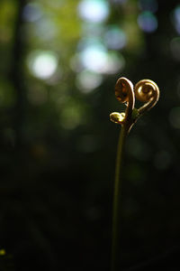 Close-up of leaf