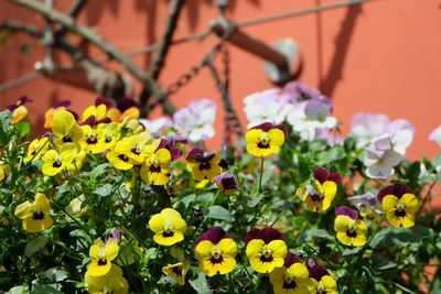 Close-up of yellow flowering plants