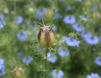 Close-up of plant growing outdoors